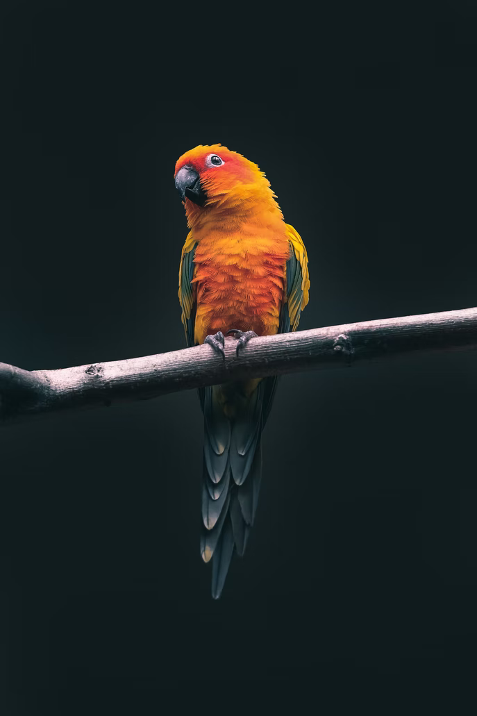 Papağan Wallpaper