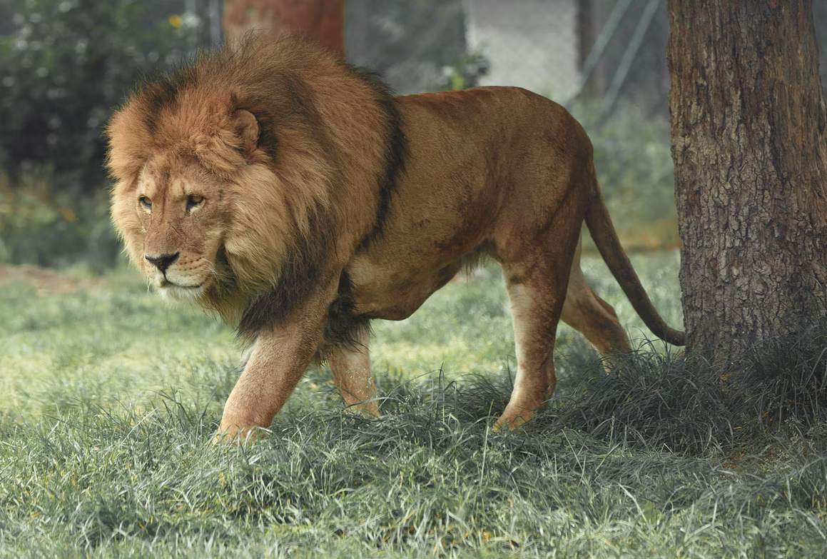 Aslan Wallpaper