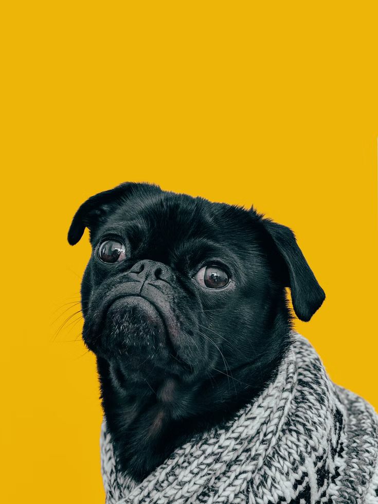 Pug Wallpaper