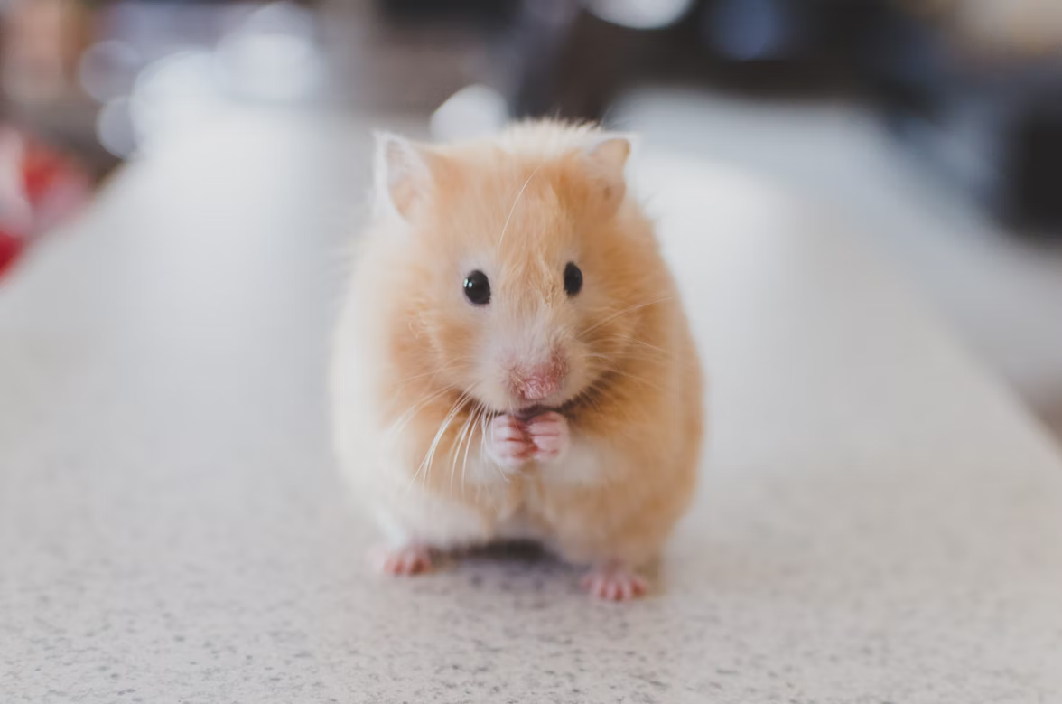 Hamster Wallpaper