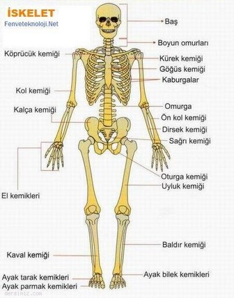 Eklem Nedir ? Eklem Türleri, Eklem Sınıflandırması - 2023