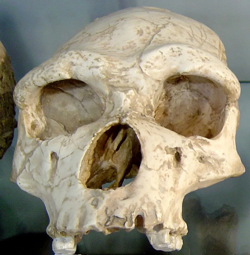 Homo Erectus