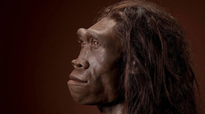 Homo Erectus