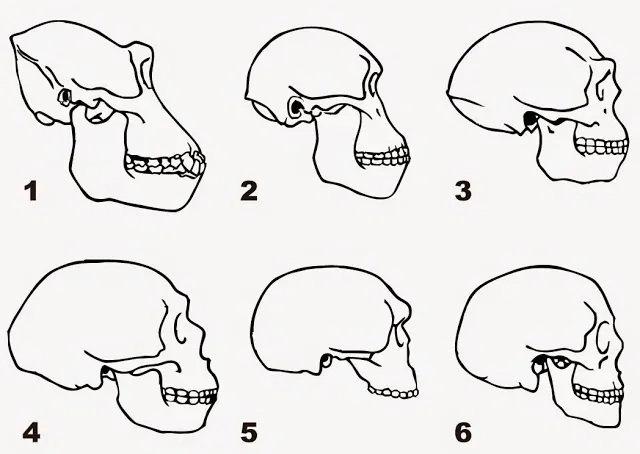 Homo Erectus
