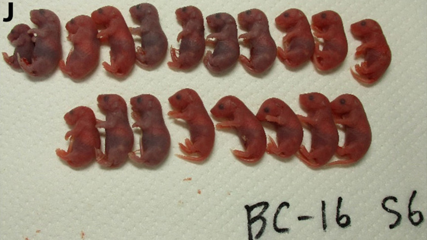 BC - 16 S6 Mouse Space Test